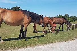 The New Forest Horses