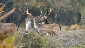 A photo of the Deer 